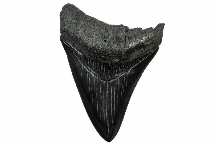 Serrated, Fossil Megalodon Tooth - South Carolina #300203